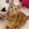 Bond – Maine Coon Red Marble male 3 months old