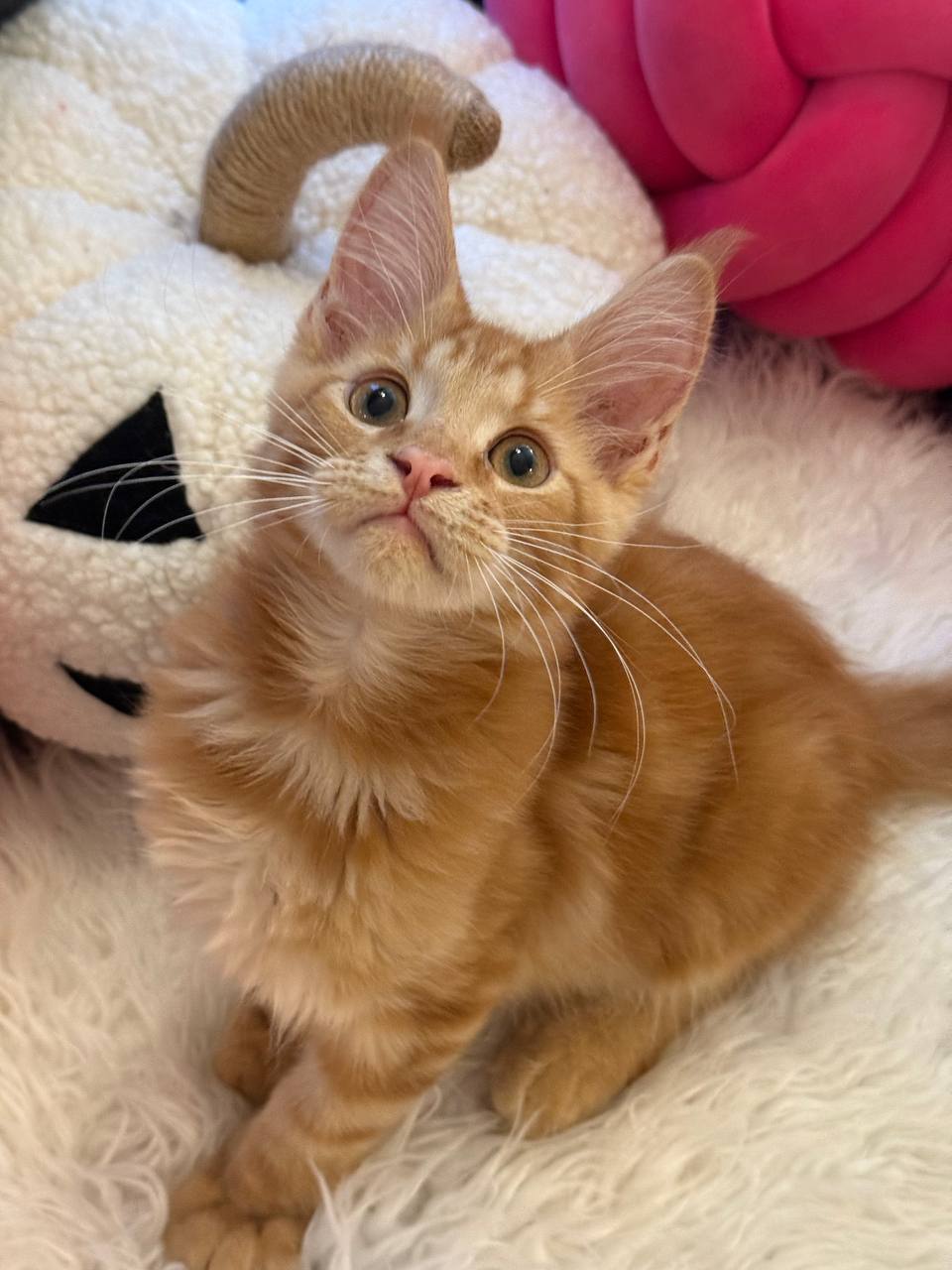 Bond – Maine Coon Red Marble male 3 months old