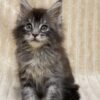 Sara - Maine Coon Tabby female 2 months old