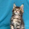 Sisi Maine coon tabby female 2 months old