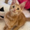 Bond – Maine Coon Red Marble male 3 months old