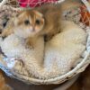 Ray – Scottish Fold Gold male 2.5 months old