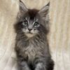 Sara - Maine Coon Tabby female 2 months old