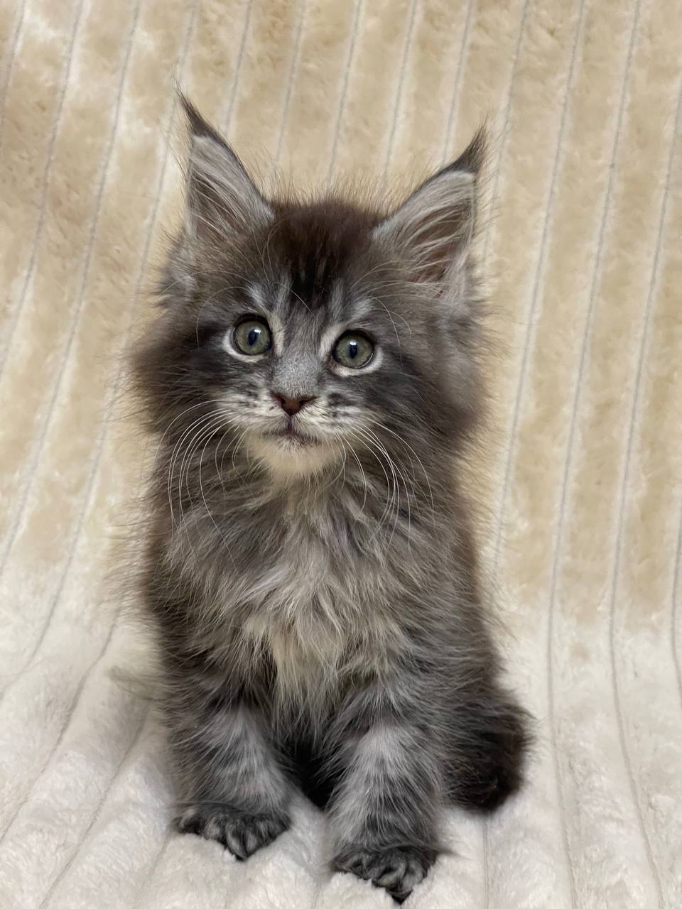 Sara - Maine Coon Tabby female 2 months old