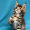 Sisi Maine coon tabby female 2 months old