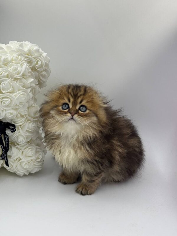 Diesel - Scottish Fold Black Gold Male 2.5 Month Old