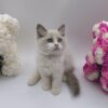 Celine - Ragdoll Female 2.5 Months Old