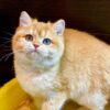 Betty - British Shorthair Gold Female 4 Months Old