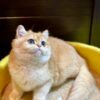 Mila - British Shorthair Gold Female 4 Months Old