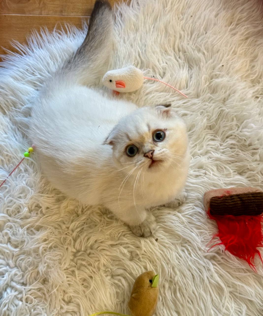 Alan - Scottish Fold Male Blue Eyed White Point