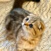 Amina - Scottish Fold Female Gold Marble