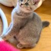 Mila - British Shorthair Female Gold Blue with Blue Eyes