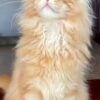 Jason - Maine coon Red Marble 4 Months Old