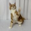 James – Maine Coon Red Marble 4 Months Old