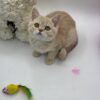 Kira - British Shorthair Female Lilac Gold 3 Months Old