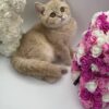 Chris - British Shorthair Male Lilac Gold 3 Months Old