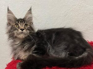 Lili - Female Maine Coon Tabby 3 Months Old