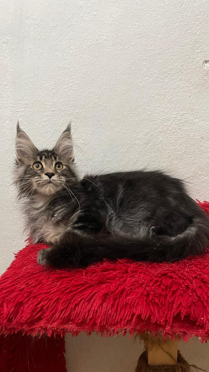 Lili - Female Maine Coon Tabby 3 Months Old