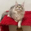 Ellen - Female Maine Coon Silver 4 Months Old