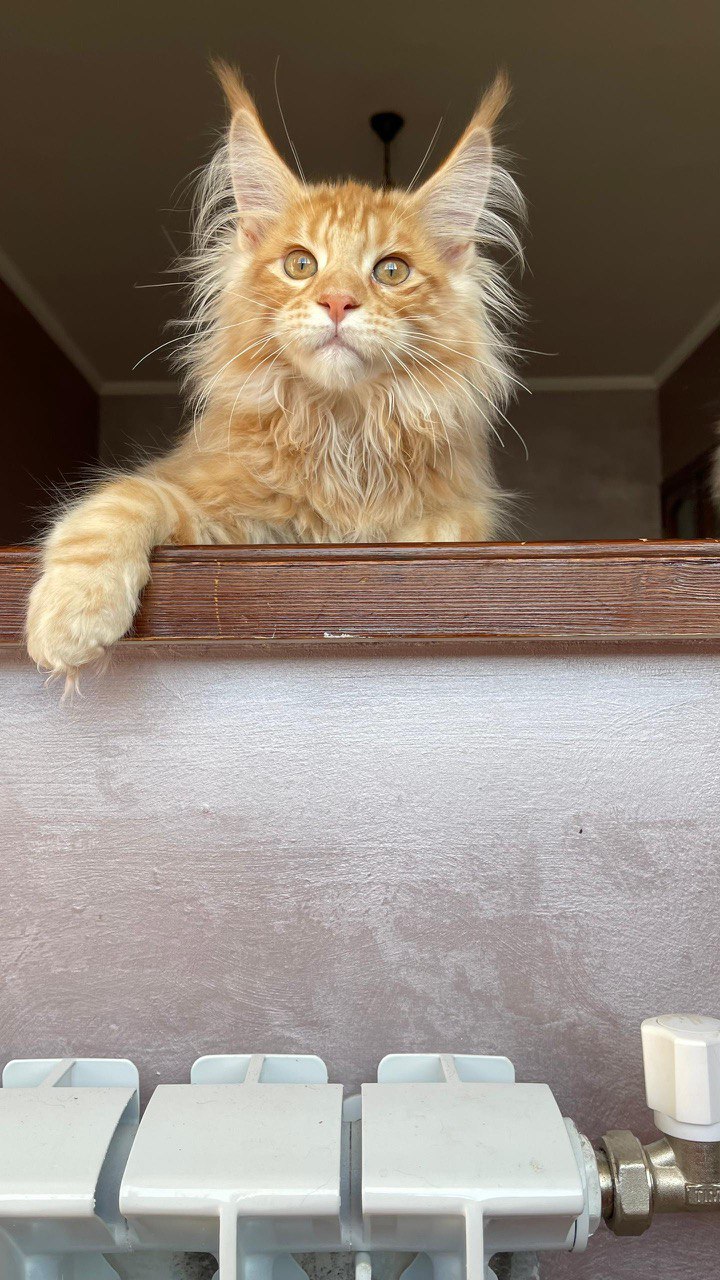 Dennis - Male Maine Coon Kitten Orange 4 Months Old