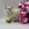 Chanel - Female Ragdoll 3 Months Old