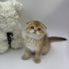 David - Scottish Fold Gold Male 2.5 Months Old