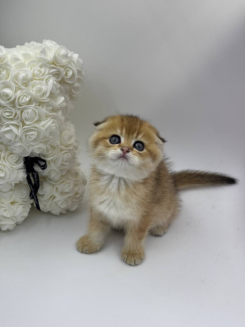 David - Scottish Fold Gold Male 2.5 Months Old