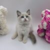 Celine - Ragdoll Female 2.5 Months Old