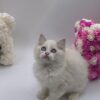 Kerry - Ragdoll Male 2.5 Months Old