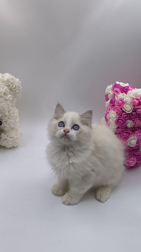 Kerry - Ragdoll Male 2.5 Months Old