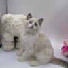 Candy - Ragdoll Male 2.5 Months Old