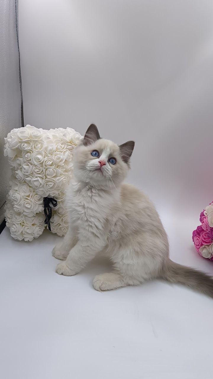 Candy - Ragdoll Male 2.5 Months Old