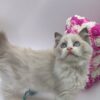 Bella - Ragdoll Female 2.5 Months Old