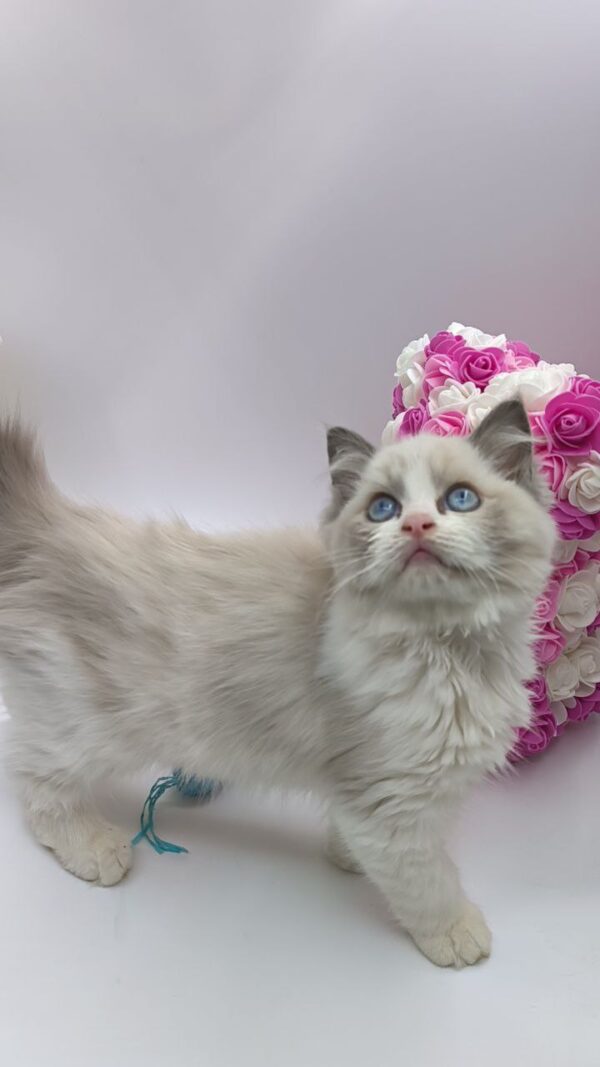 Bella - Ragdoll Female 2.5 Months Old