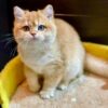 Betty - British Shorthair Gold Female 4 Months Old