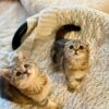 Amina - Scottish Fold Female Gold Marble