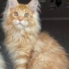 Jason - Maine coon Red Marble 4 Months Old