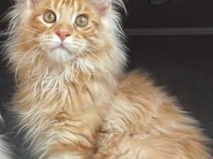 Jason - Maine coon Red Marble 4 Months Old