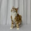 James – Maine Coon Red Marble 4 Months Old