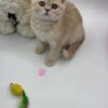 Kira - British Shorthair Female Lilac Gold 3 Months Old