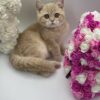 Chris - British Shorthair Male Lilac Gold 3 Months Old