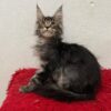 Lili - Female Maine Coon Tabby 3 Months Old