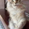 Ellen - Female Maine Coon Silver 4 Months Old