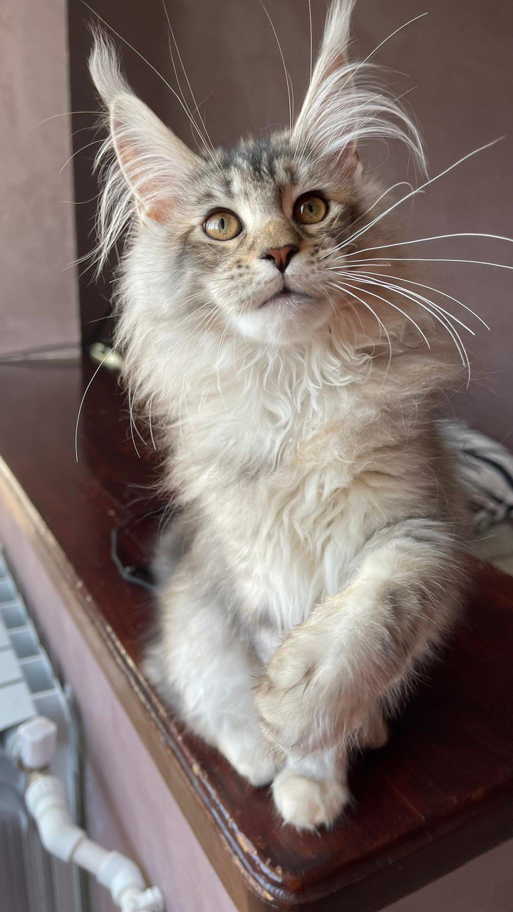 Ellen - Female Maine Coon Silver 4 Months Old