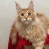 Dennis - Male Maine Coon Kitten Orange 4 Months Old