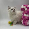 Chanel - Female Ragdoll 3 Months Old