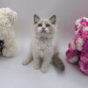 Celine - Ragdoll Female 2.5 Months Old