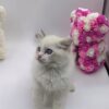 Kerry - Ragdoll Male 2.5 Months Old