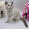 Candy - Ragdoll Male 2.5 Months Old