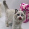 Bella - Ragdoll Female 2.5 Months Old